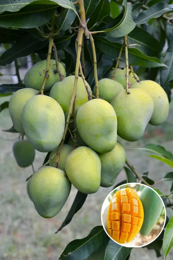 Hybrid_Kacha_Mitha_Mango_Fruit_Plant_Grafting_🥭🥭🥭_(Pack_Of-1_)