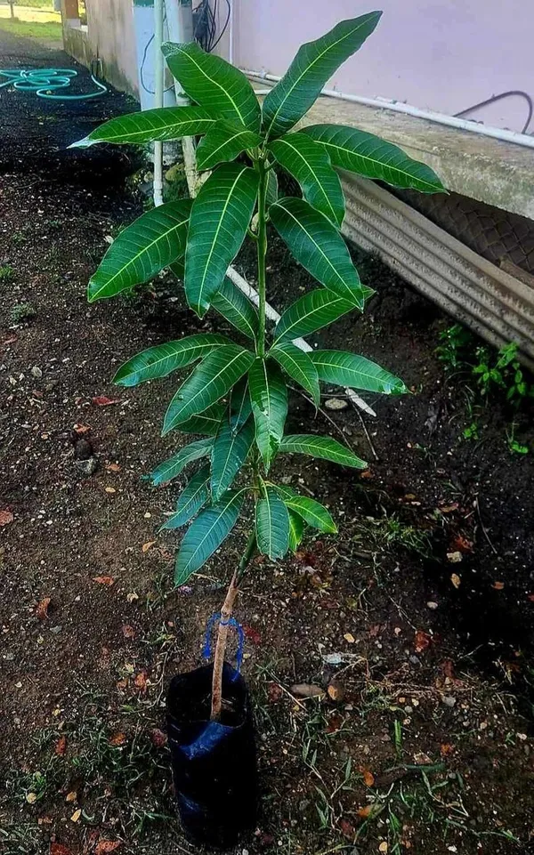 Hybrid_Kacha_Mitha_Mango_Fruit_Plant_Grafting_🥭🥭🥭_(Pack_Of-1_)