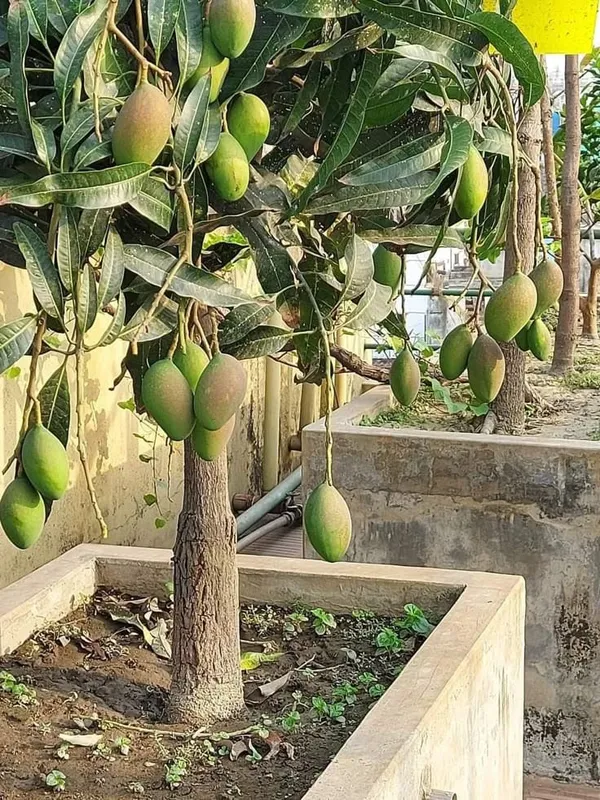 Hybrid_Kacha_Mitha_Mango_Fruit_Plant_Grafting_🥭🥭🥭_(Pack_Of-1_)