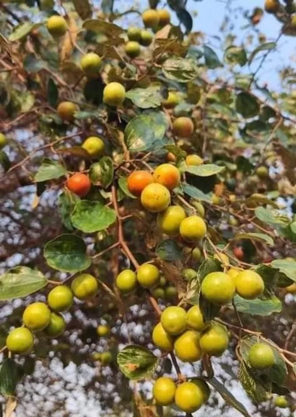 Seedless_Apple_Ber_(Hybrid_&_Grafting)_Jujubi_Fruit_Plant_Pack_Of-1