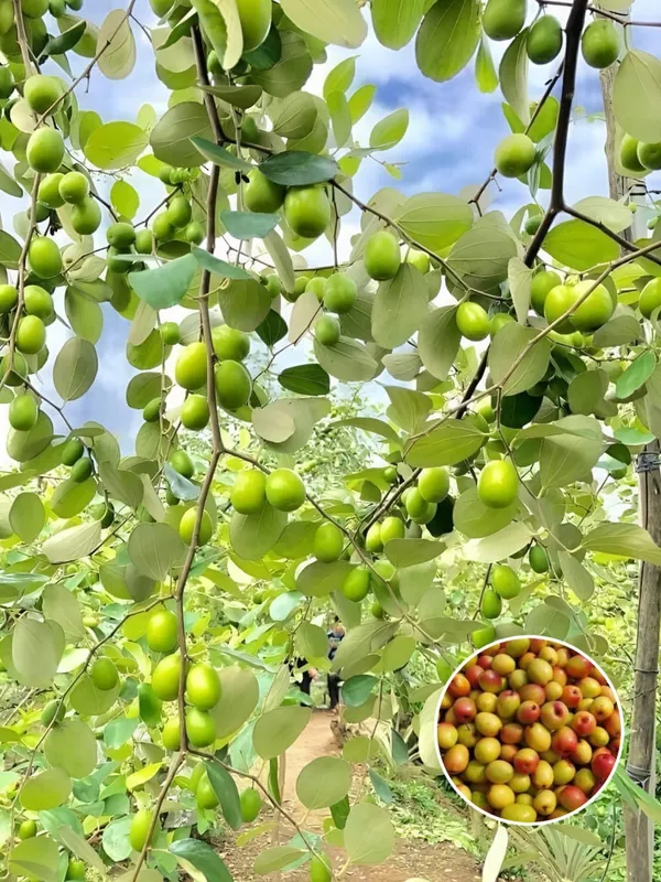 Seedless_Apple_Ber_(Hybrid_&_Grafting)_Jujubi_Fruit_Plant_Pack_Of-1