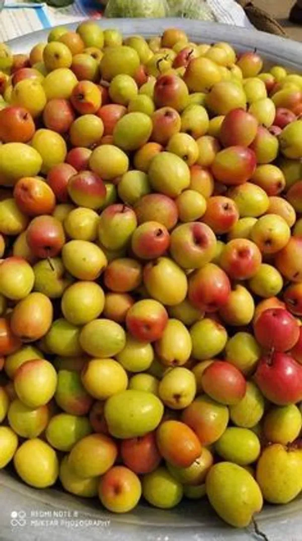 Seedless_Apple_Ber_(Hybrid_&_Grafting)_Jujubi_Fruit_Plant_Pack_Of-1