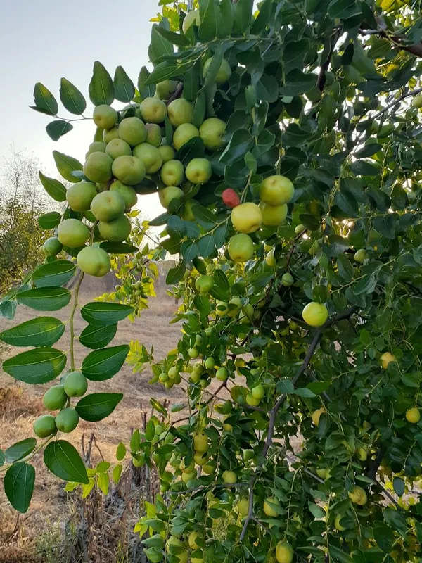 Seedless_Apple_Ber_(Hybrid_&_Grafting)_Jujubi_Fruit_Plant_Pack_Of-1