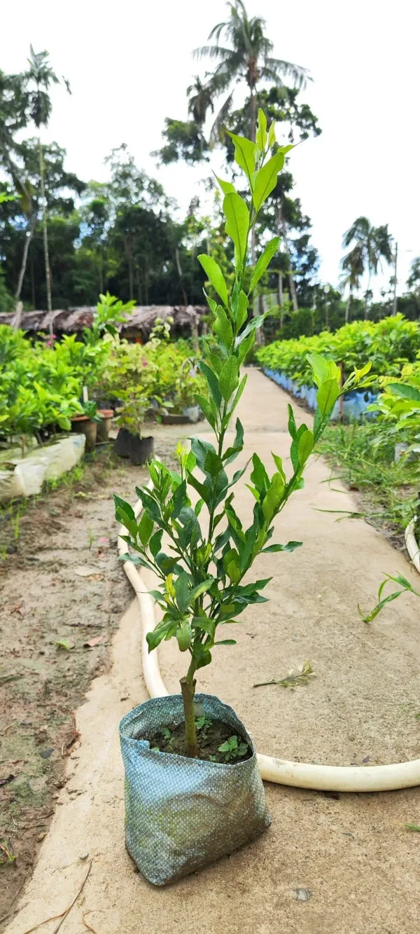 Darjieeling_Orange_Fruit_Plant_(Hybrid_&_Grafting_)_Pack_Of-1