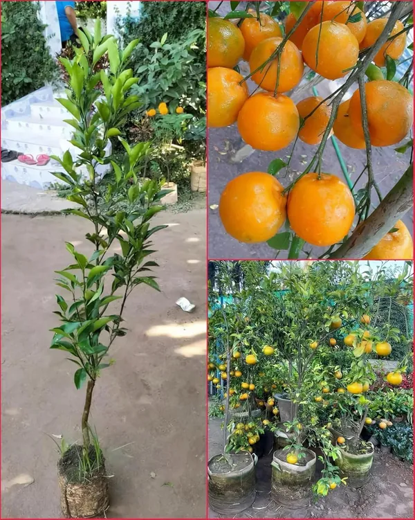 Darjieeling_Orange_Fruit_Plant_(Hybrid_&_Grafting_)_Pack_Of-1