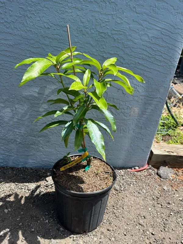 Hybrid_Ashwini_Mango_🥭🥭🥭_Grafting_Fruit_Plant_(Pack_Of-1_)