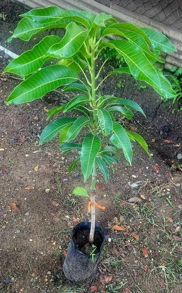 Hybrid_Ashwini_Mango_🥭🥭🥭_Grafting_Fruit_Plant_(Pack_Of-1_)