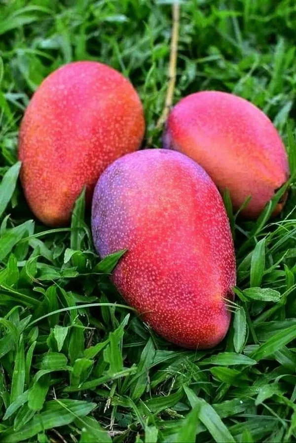 Hybrid_Ashwini_Mango_🥭🥭🥭_Grafting_Fruit_Plant_(Pack_Of-1_)