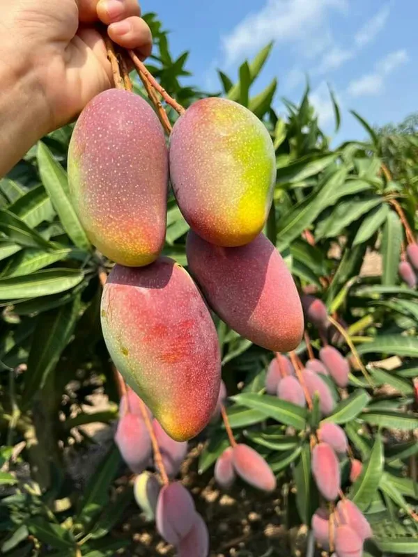 Hybrid_Ashwini_Mango_🥭🥭🥭_Grafting_Fruit_Plant_(Pack_Of-1_)