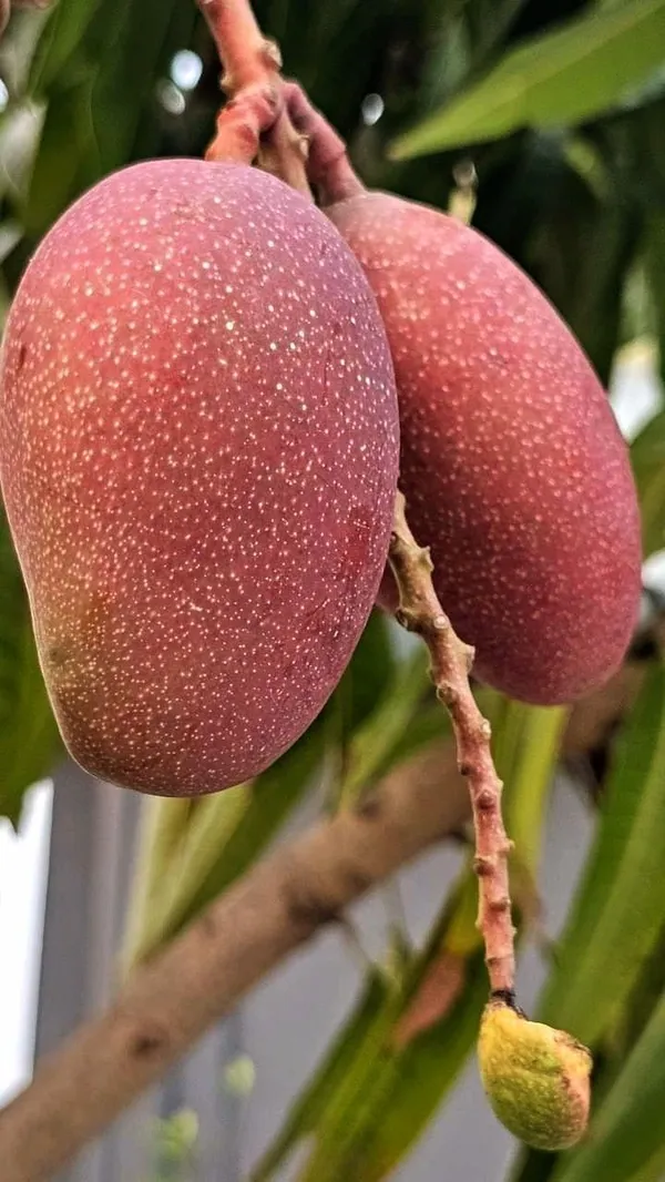 Hybrid_Ashwini_Mango_🥭🥭🥭_Grafting_Fruit_Plant_(Pack_Of-1_)