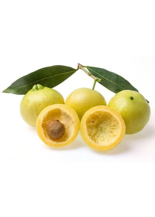 Rose_Apple_Fruit_Plant_Pack_Of-1_(Hybrid_&_Grafting)