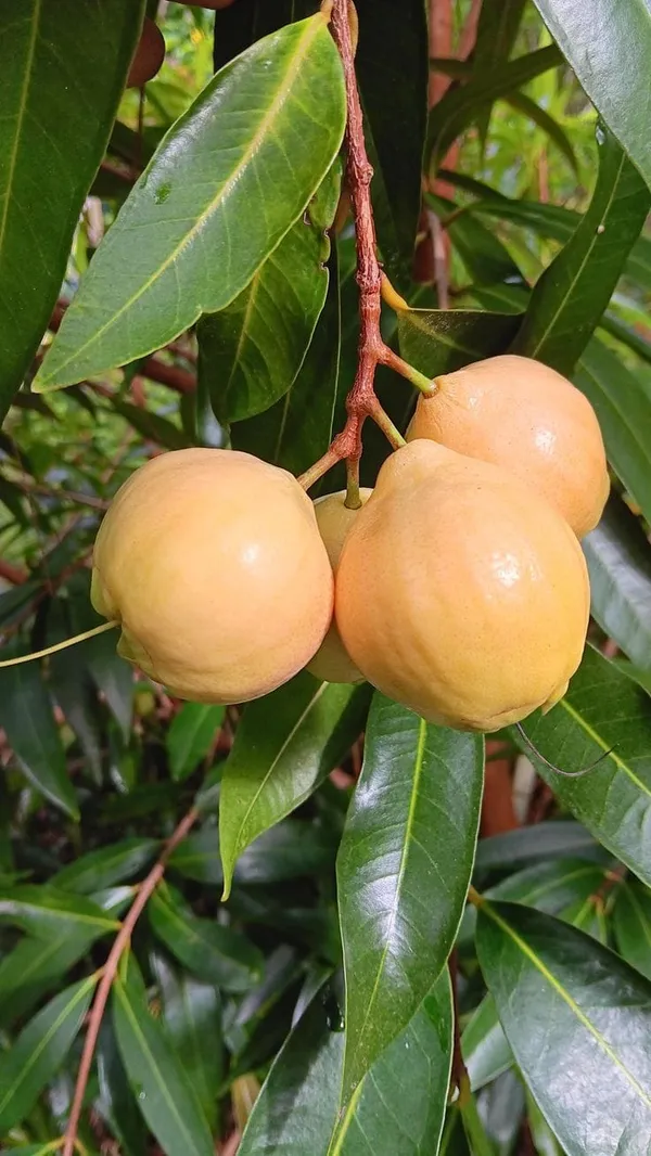 Rose_Apple_Fruit_Plant_Pack_Of-1_(Hybrid_&_Grafting)