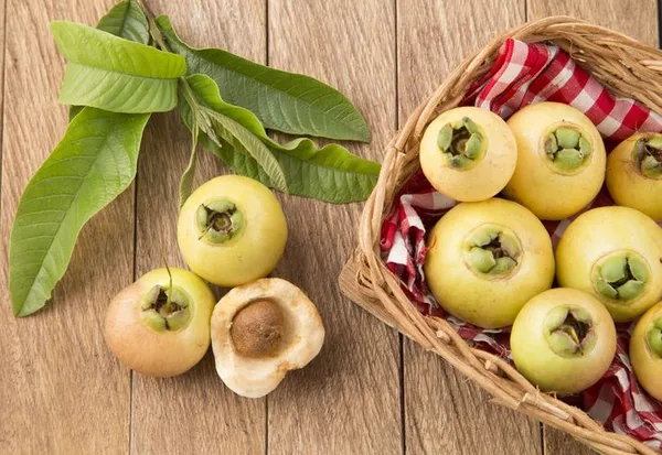 Rose_Apple_Fruit_Plant_Pack_Of-1_(Hybrid_&_Grafting)