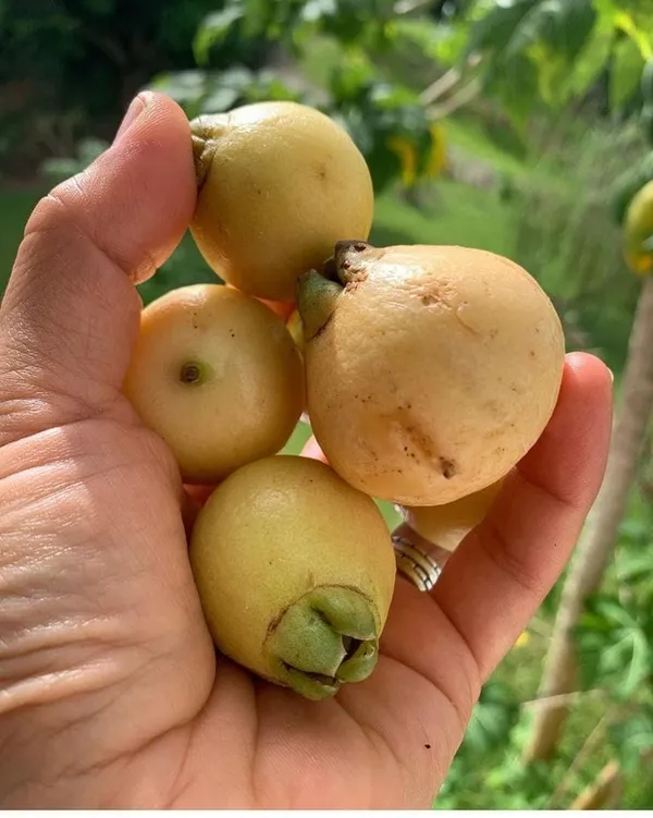 Rose_Apple_Fruit_Plant_Pack_Of-1_(Hybrid_&_Grafting)