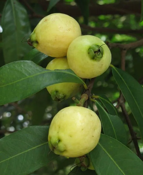 Rose_Apple_Fruit_Plant_Pack_Of-1_(Hybrid_&_Grafting)