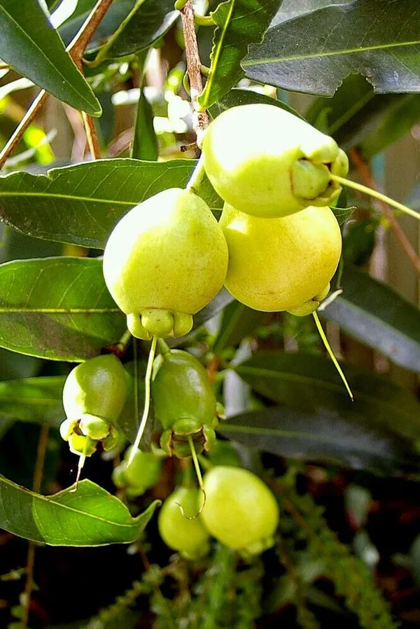 Rose_Apple_Fruit_Plant_Pack_Of-1_(Hybrid_&_Grafting)