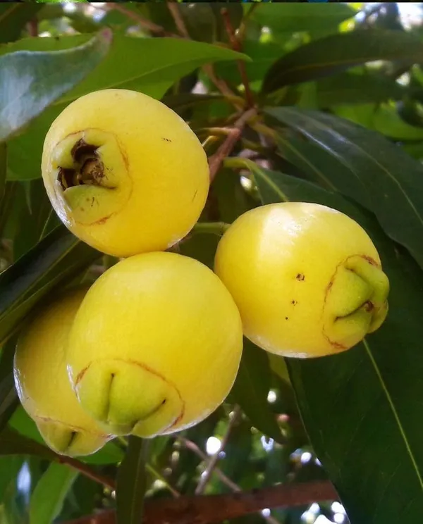 Rose_Apple_Fruit_Plant_Pack_Of-1_(Hybrid_&_Grafting)
