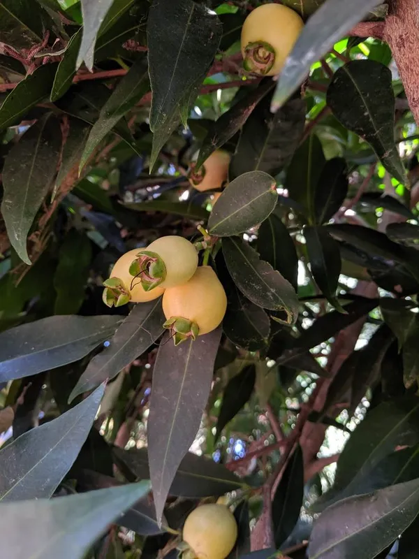 Rose_Apple_Fruit_Plant_Pack_Of-1_(Hybrid_&_Grafting)