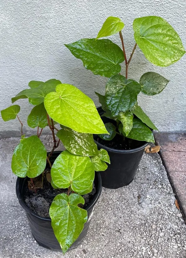 Hybrid_Betel_Leaf_Plant_(Pack_Of-1_)