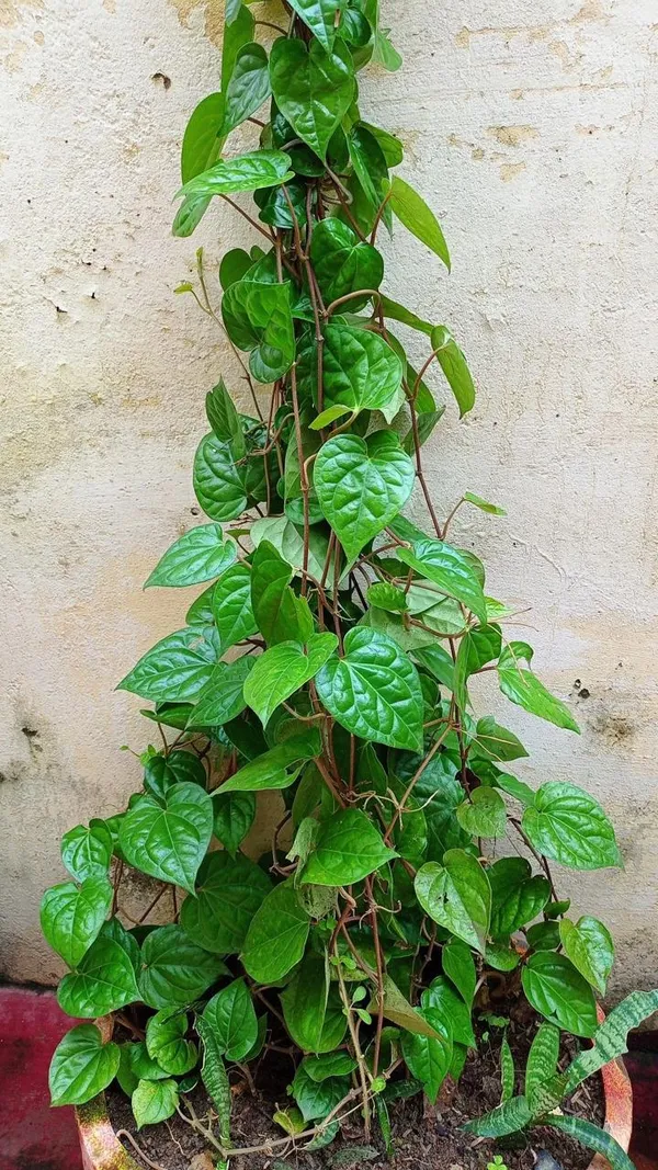 Hybrid_Betel_Leaf_Plant_(Pack_Of-1_)