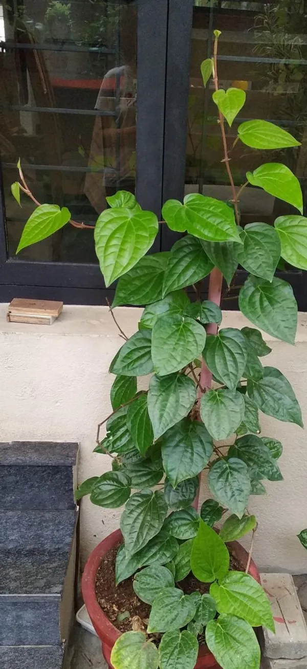 Hybrid_Betel_Leaf_Plant_(Pack_Of-1_)