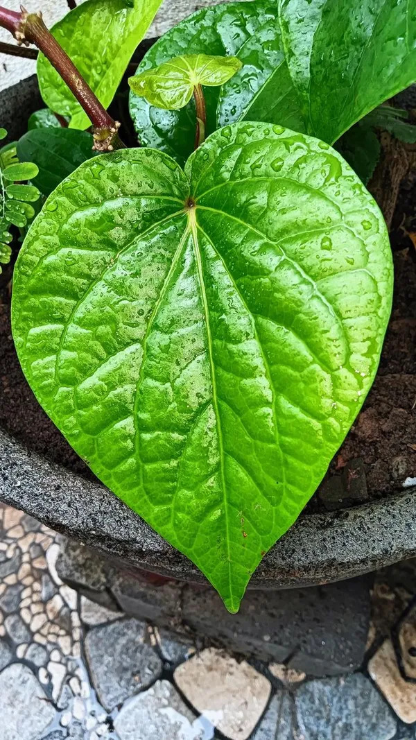 Hybrid_Betel_Leaf_Plant_(Pack_Of-1_)