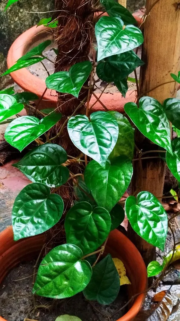 Hybrid_Betel_Leaf_Plant_(Pack_Of-1_)