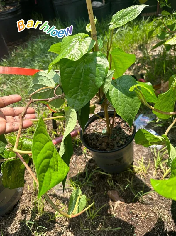 Hybrid_Betel_Leaf_Plant_(Pack_Of-1_)