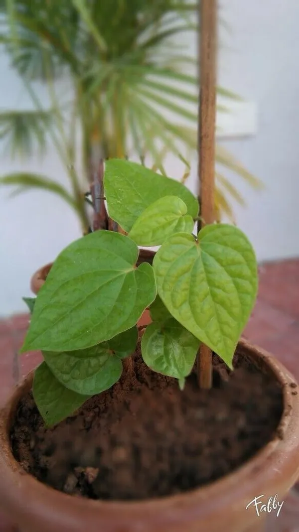 Hybrid_Betel_Leaf_Plant_(Pack_Of-1_)