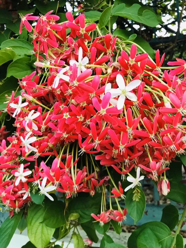 Hybrid_Madhumalti_Flower_Plant_(Pack_Of-1)