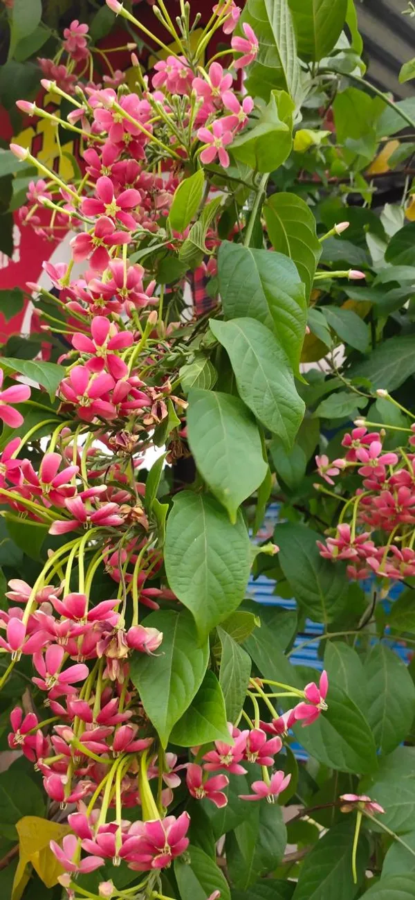 Hybrid_Madhumalti_Flower_Plant_(Pack_Of-1)