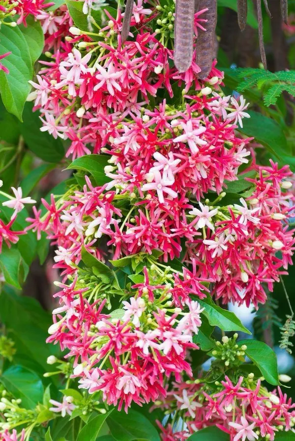 Hybrid_Madhumalti_Flower_Plant_(Pack_Of-1)