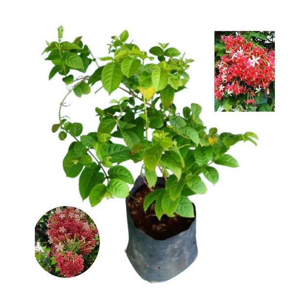 Hybrid_Madhumalti_Flower_Plant_(Pack_Of-1)