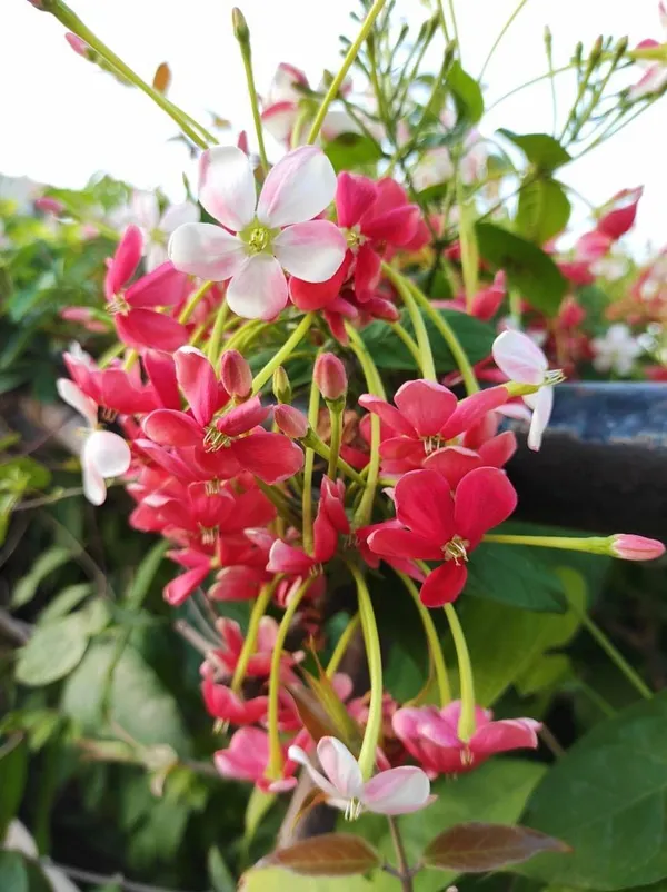 Hybrid_Madhumalti_Flower_Plant_(Pack_Of-1)