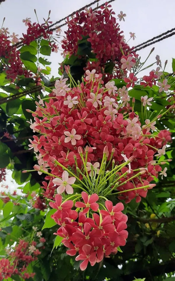 Hybrid_Madhumalti_Flower_Plant_(Pack_Of-1)