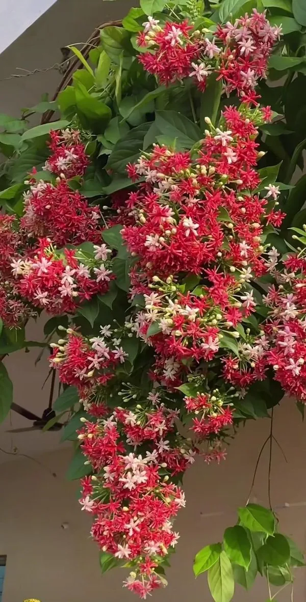 Hybrid_Madhumalti_Flower_Plant_(Pack_Of-1)