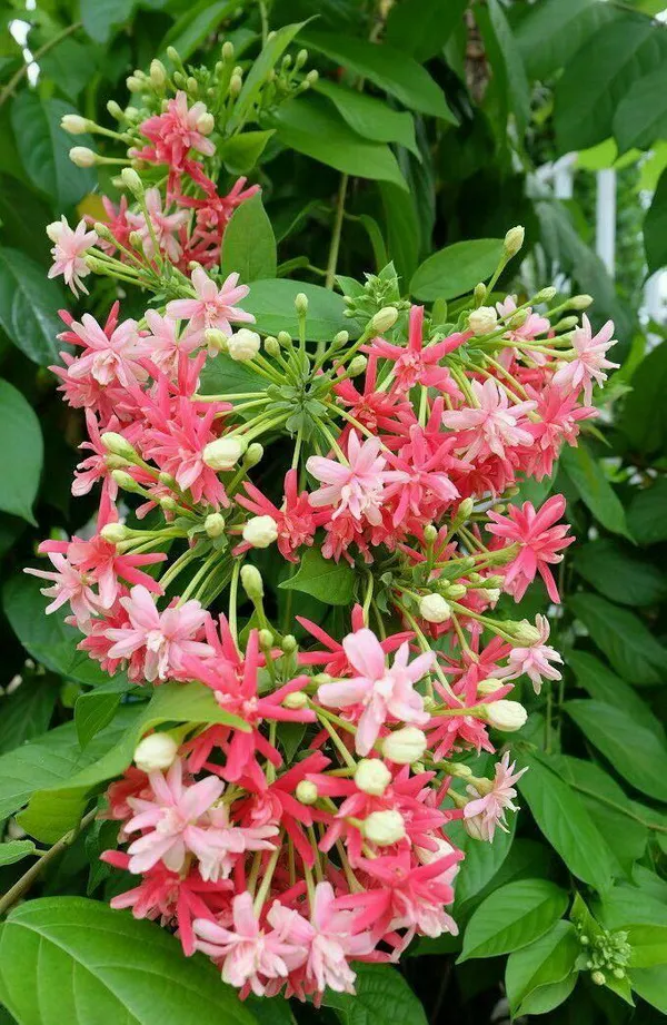 Hybrid_Madhumalti_Flower_Plant_(Pack_Of-1)