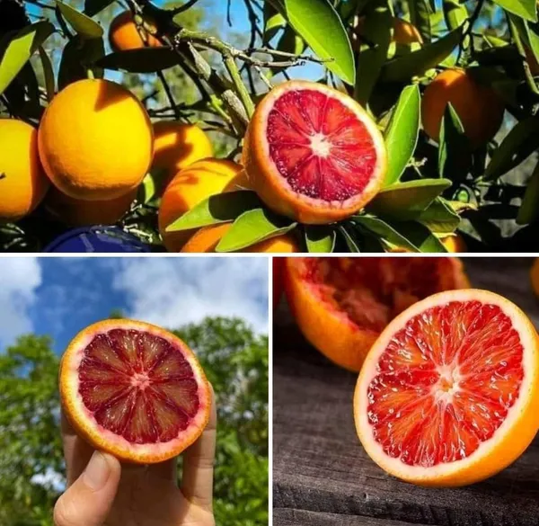 Hybrid_Red_Malta_Orange_🍊🍊🍊_Grafting_Fruit_Plant_(Pack_Of-1_)