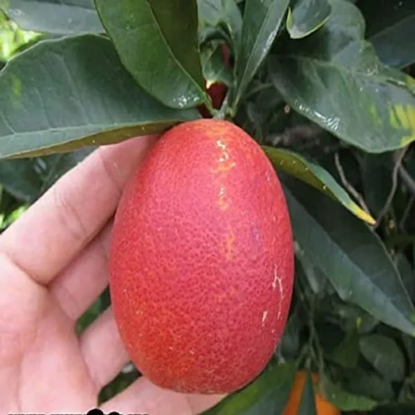 Hybrid_Red_Malta_Orange_🍊🍊🍊_Grafting_Fruit_Plant_(Pack_Of-1_)