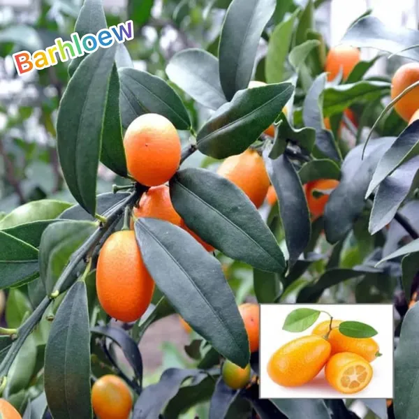 Thai_Meyer_Lemon_🍋🍋🍋_Fruit_Plant_(Hybrid_&_Grafting)_Pack_Of-1