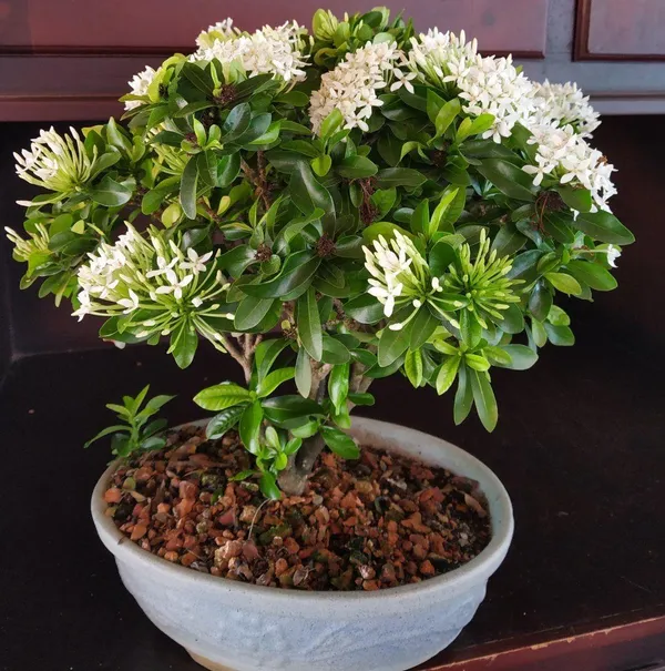 Hybrid_White_Ixora_Flower_Plant_(Pack_Of-1)