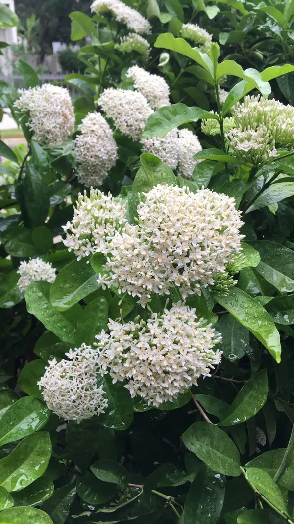 Hybrid_White_Ixora_Flower_Plant_(Pack_Of-1)