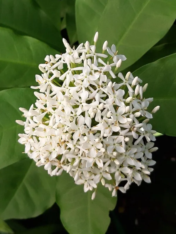 Hybrid_White_Ixora_Flower_Plant_(Pack_Of-1)