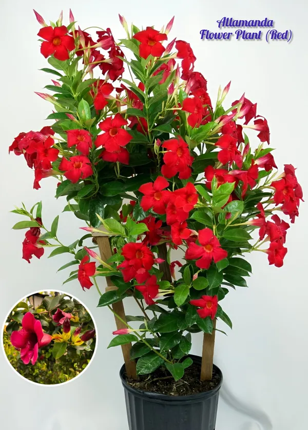 Allamanda_Flower_Plant_(Red)_Pack_Of_1
