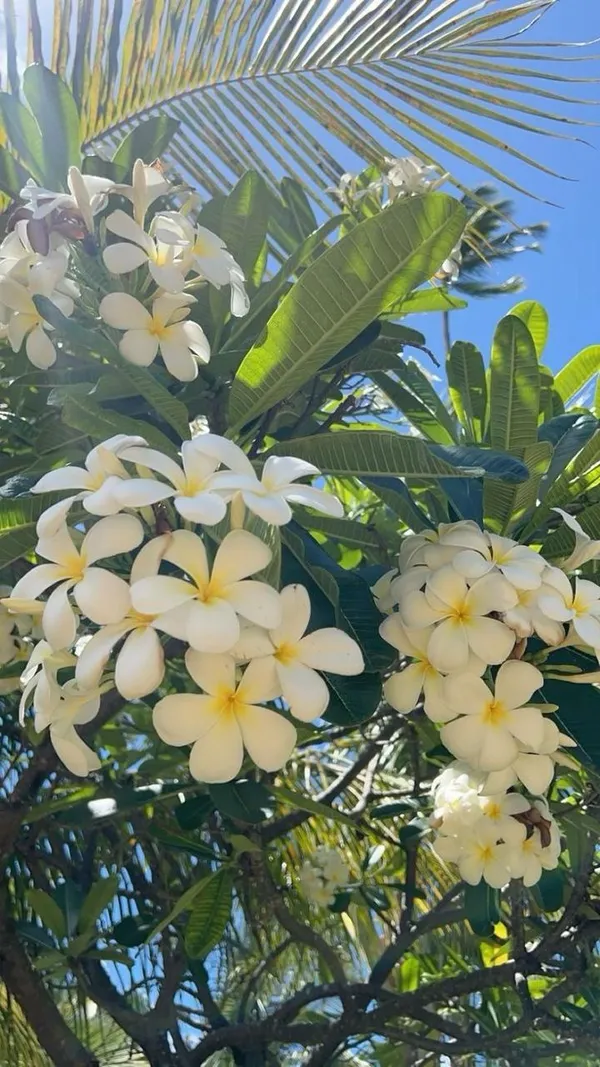 Hybrid_Plumeria_White_Flower_Plant_(Pack_Of-1)
