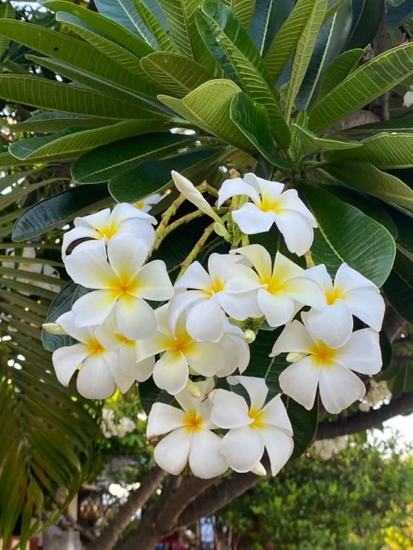 Hybrid_Plumeria_White_Flower_Plant_(Pack_Of-1)