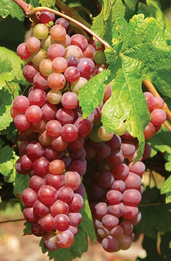 Hybrid_Seedless_Red_Grapes_Grafting_Fruit_Plant_(_Pack_Of-1_)