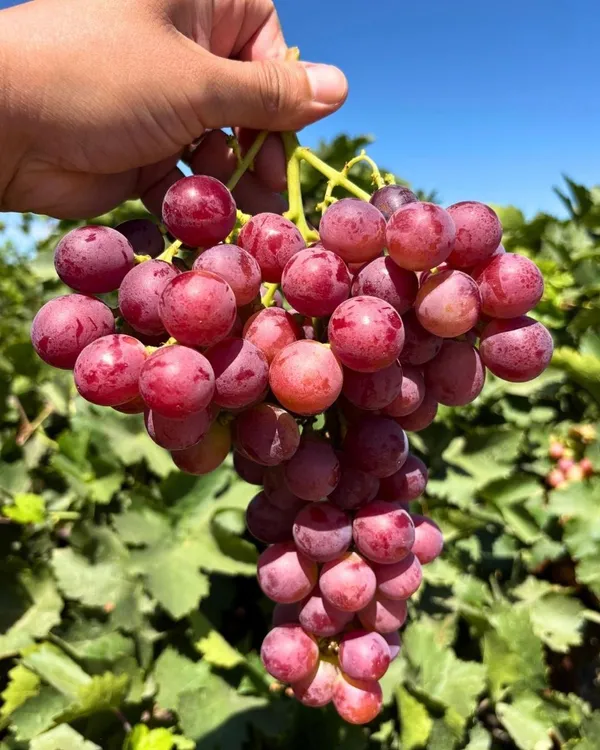 Hybrid_Seedless_Red_Grapes_Grafting_Fruit_Plant_(_Pack_Of-1_)