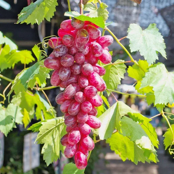 Hybrid_Seedless_Red_Grapes_Grafting_Fruit_Plant_(_Pack_Of-1_)