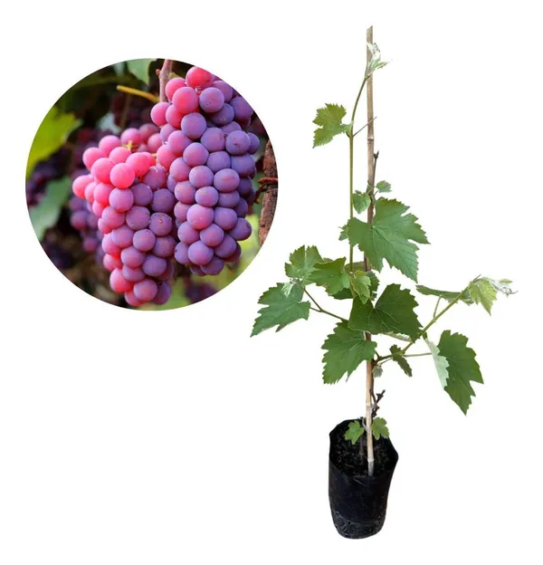 Hybrid_Seedless_Red_Grapes_Grafting_Fruit_Plant_(_Pack_Of-1_)